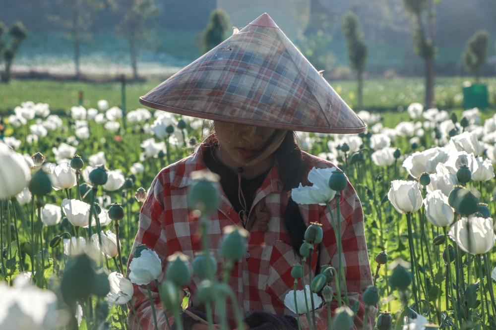 A displaced resident working in an illegal poppy field for their livelihood during the fighting between Myanmar's military and KNDF (Karenni Nationalities Defence Force) in Pekon Township, on the border of Karen State and southern Shan State February 10, 2025. — AFP pic