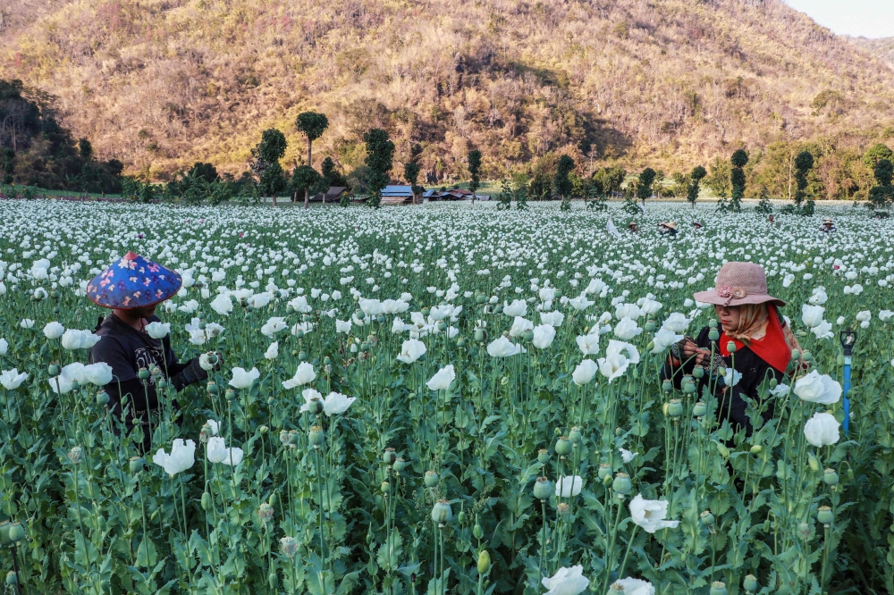 Displaced residents working in an illegal poppy field for their livelihood during the fighting between Myanmar's military and KNDF (Karenni Nationalities Defence Force) in Pekon Township, on the border of Karen State and southern Shan State February 10, 2025. — AFP pic