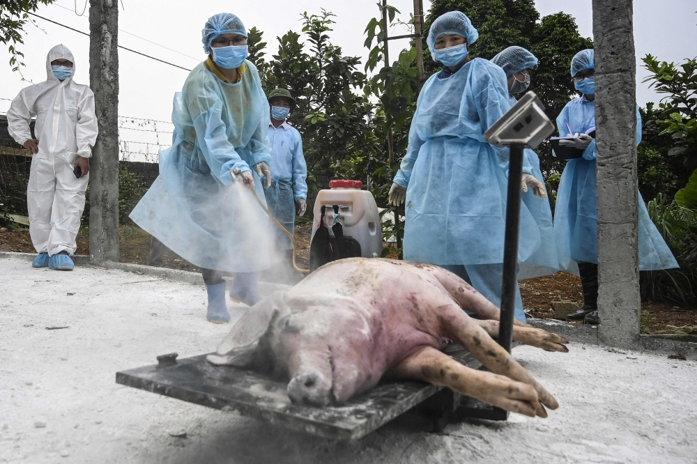 Health officials spray disinfectant on a dead pig at a farm in Hanoi before burying it in an isolated quarantined pit to stop the spread of African Swine Fever, on May 27, 2019. — AFP pic