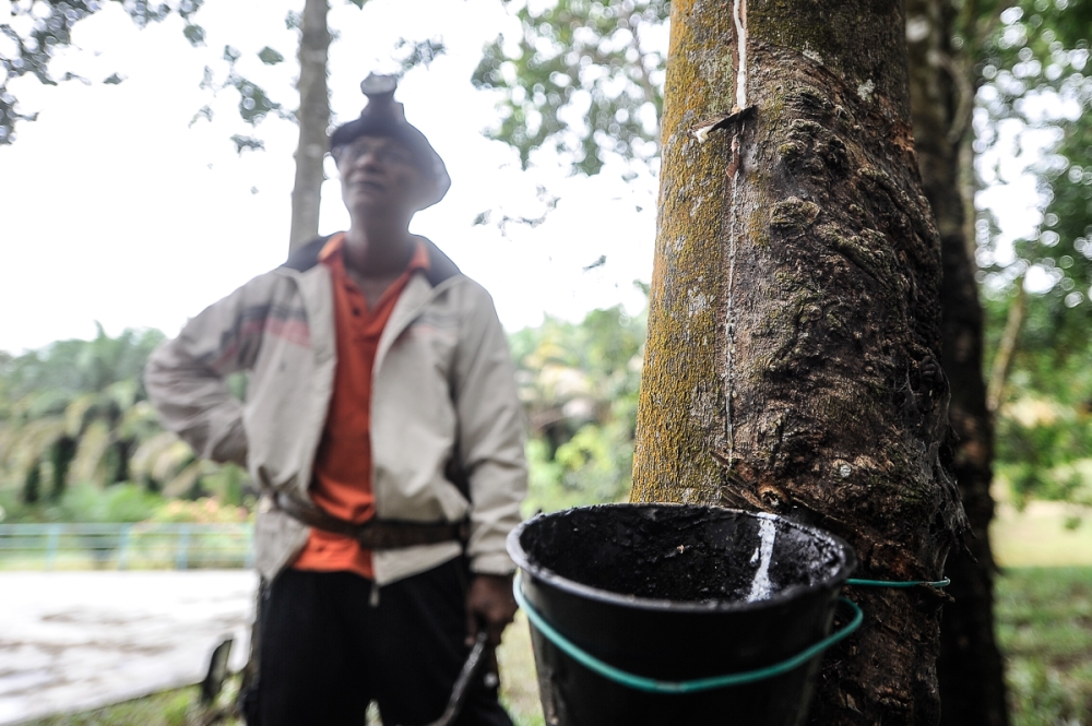 According to DOSM, China remained the main export destination for Malaysian natural rubber, accounting for 43.6 per cent of total exports in January 2025. — Picture by Shafwan Zaidon