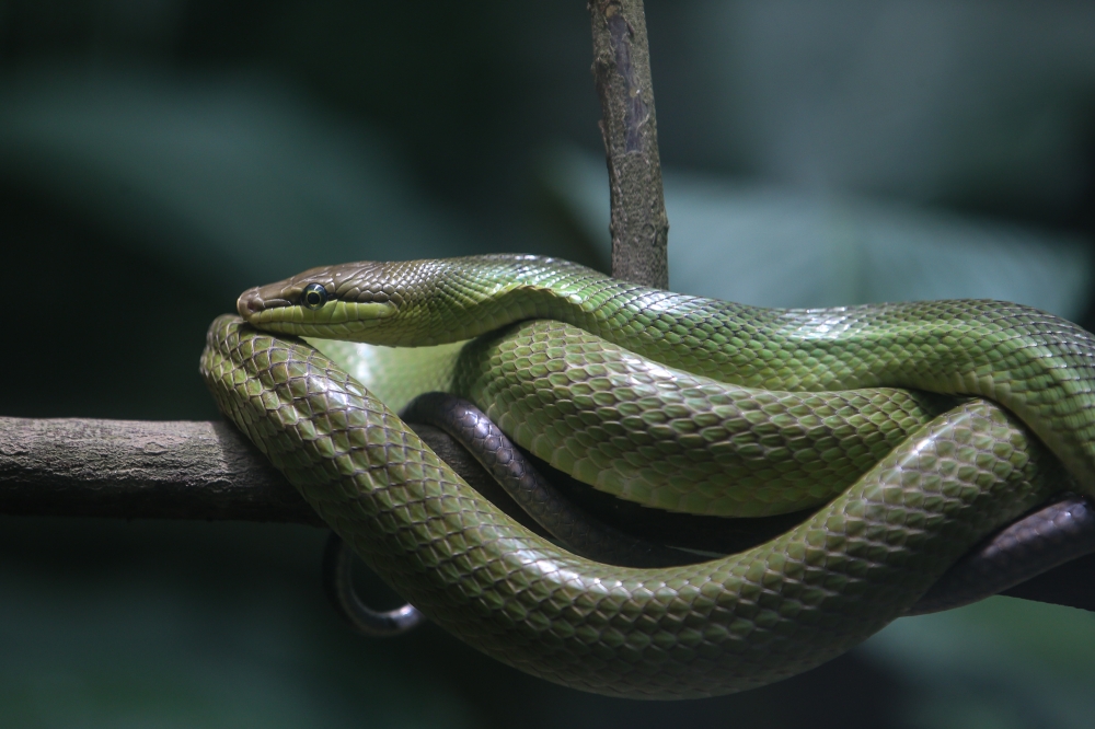 A snake is seen at Zoo Negara in Kuala Lumpur on September 9, 2024. — Picture by Yusof Mat Isa