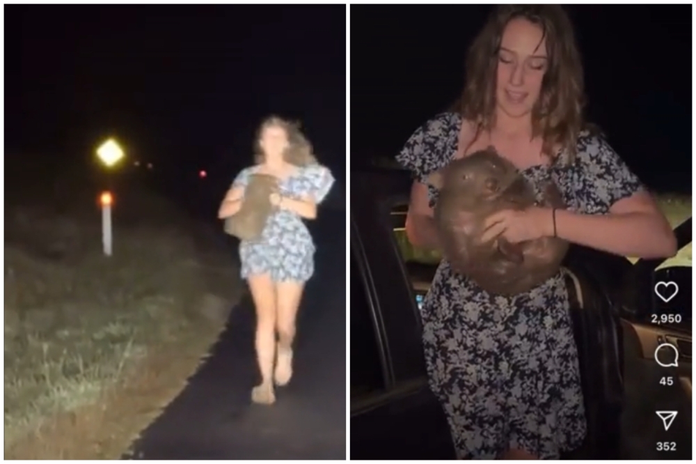 American influencer Sam Jones snatched a baby wombat, distressing its mother. — Screengrabs from TikTok/Sam Jones