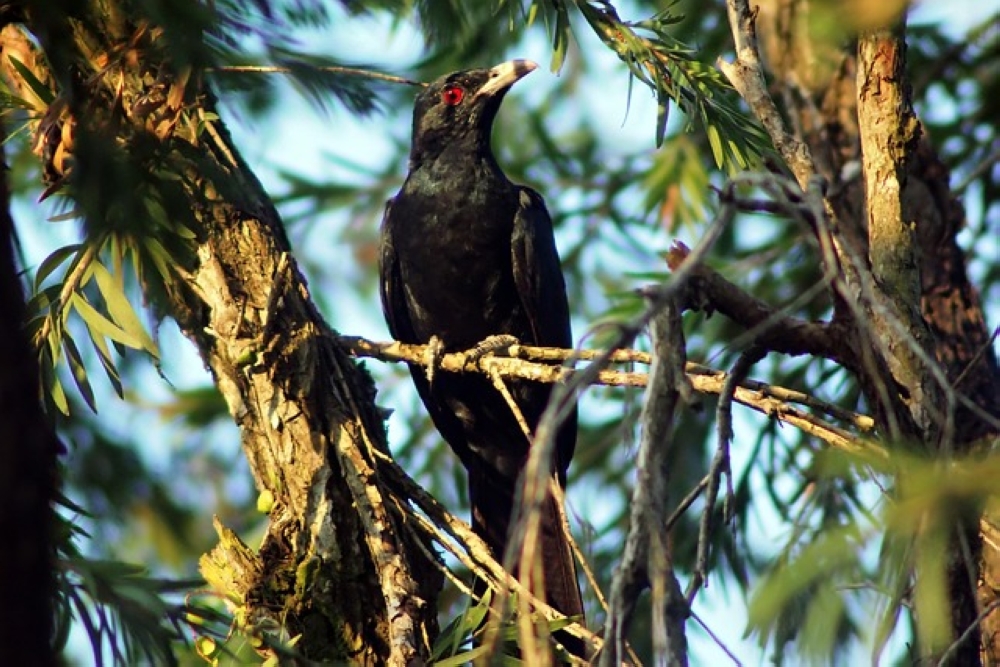 Five Asian koel birds, which belong to the Cuculidae family, were found concealed inside five separate polyvinyl chloride (PVC) pipes within the accused’s suitcase. — Pixabay pic