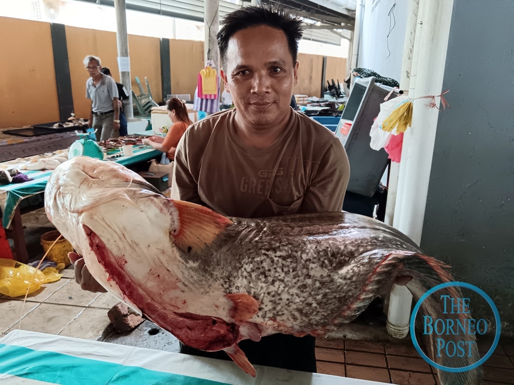 Fishmonger Lawrence Bangit shows the Ikan Tapah that he has bought from a fisherman this morning. — The Borneo Post pic