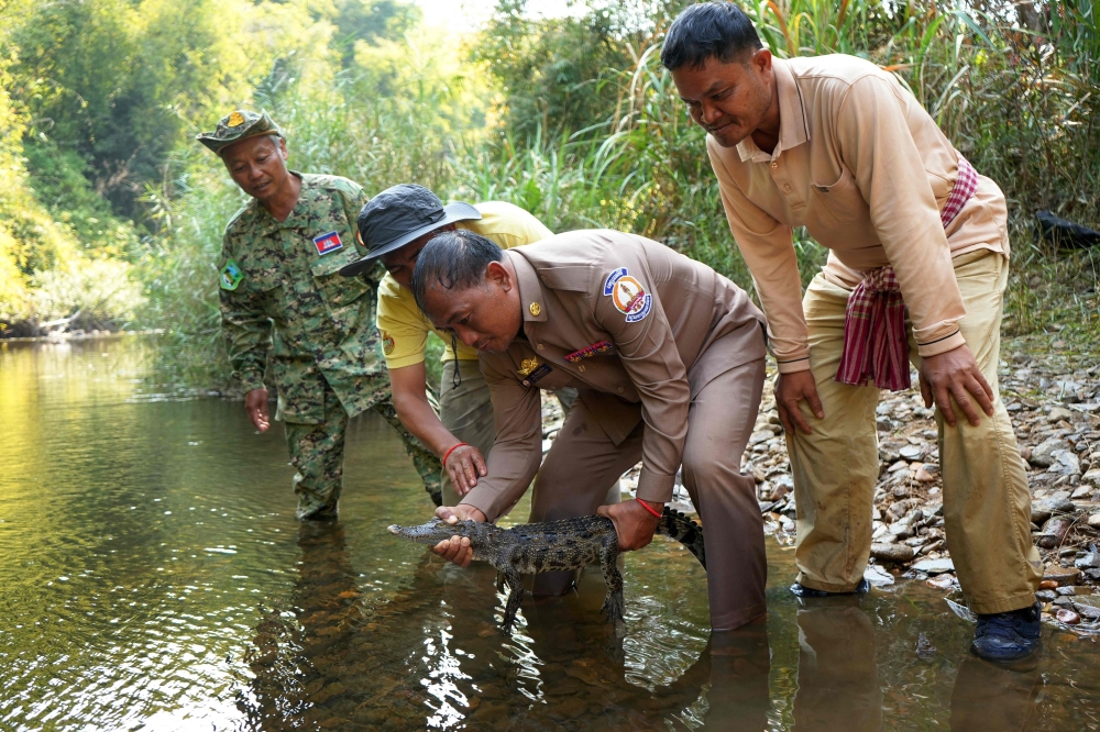 This handout photo taken on March 2, 2025 and released on March 18 by conservation group Fauna and Flora shows government officials preparing to release a Siamese crocodile in the water in Virachey National Park at Ta Veng district in Ratanakiri province. — AFP pic