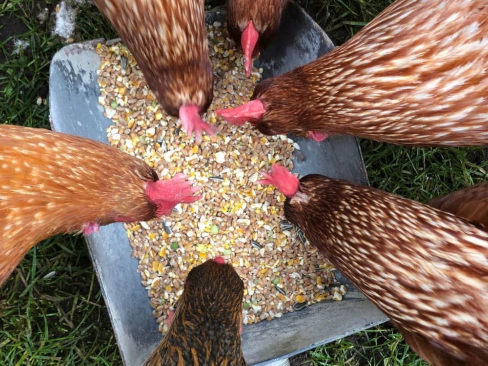 The restaurant identified the bird as a rare ‘sunflower chicken’ from Guangdong province, fed with juice from sunflower stems and flower heads. 