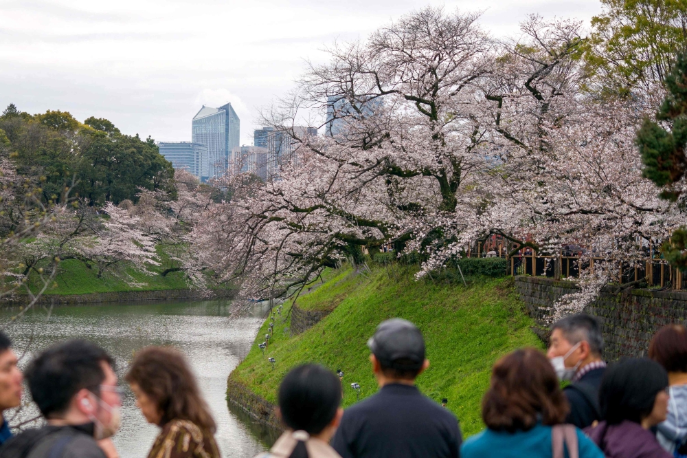 File picture of people visiting to cherry blossom viewing at Chidorigafuchi, one of the moats around the Imperial Palace in Tokyo April 4, 2024. Cherry trees have begun to bloom in Kochi on Japan’s western island of Shikoku, marking the opening of the season in 2025, Kyodo News Agency reported. — AFP pic