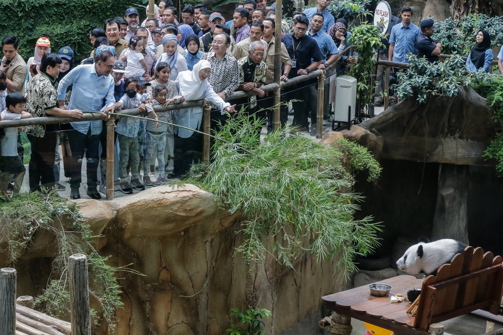 Prime Minister Datuk Seri Anwar Ibrahim seen feeding a panda during the opening ceremony of the Diamond Jubilee Celebration at Zoo Negara. — Picture by Sayuti Zainudin