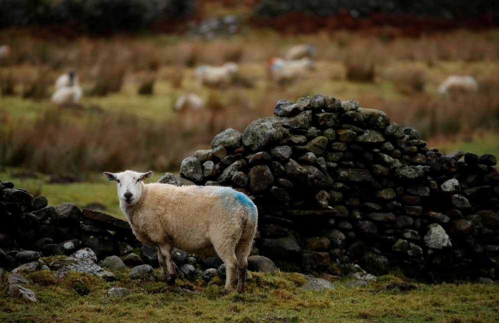 The sheep that tested positive was a ewe with signs of mastitis, an inflammation of breast tissue, and no other clinical signs, the statement from the British government’s Department for Environment, Food and Rural Affairs, and the Animal and Plant Health Agency said. — Reuters pic