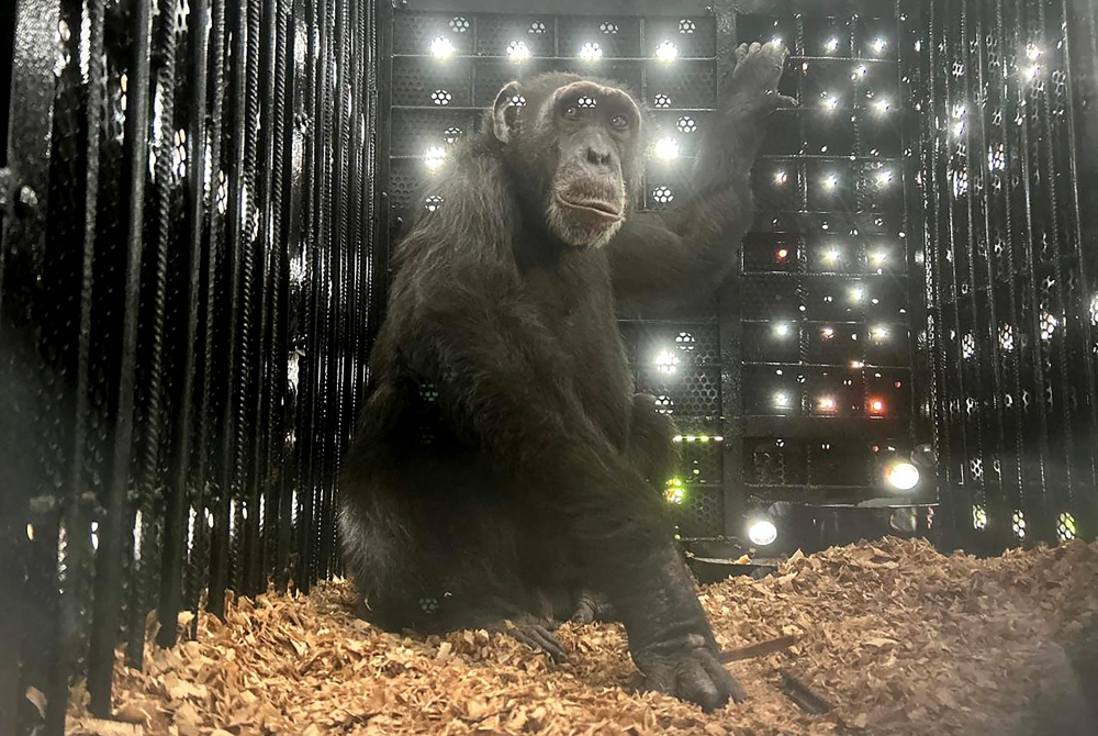 Chimpanzee ‘Yoko’ is seen in its crate on board a Colombian Air Force plane during its transfer to Brazil in Bogota on March 23, 2005. Colombia on Sunday began the transfer of its last captive chimpanzee from a zoo in Pereira to a sanctuary in Brazil to live with other apes, after almost two years of solitude following the shooting deaths of two of his companions. — AFP pic 