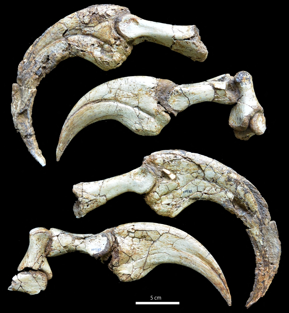 An image shows the hand claws of Cretaceous dinosaur Duonychus tsogtbaatari, whose fossils were unearthed in Mongolia. — Reuters pic/Kobayashi et al/iScience handout