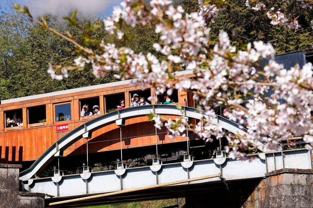 People ride on the special ‘cherry blossoms-themed’ train, with a century-old steam locomotive and open-air carriages, at Alishan National Scenic Area in Chiayi, Taiwan March 25, 2025. — Reuters pic