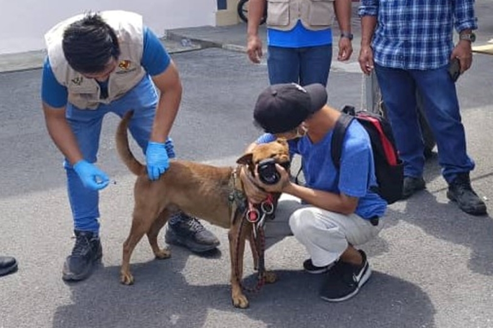 File photo of a dog being vaccinated against rabies. All pet dogs in Sarawak are now required to undergo anti-rabies vaccination and receive annual boosters. — The Borneo Post pic