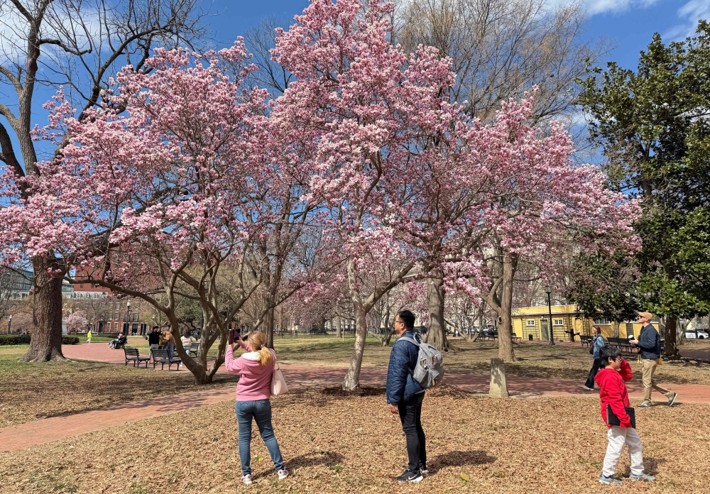 People visit Lafayette Square across from the White House as magnolias bloom in Washington, DC March 22, 2025. — AFP pic
