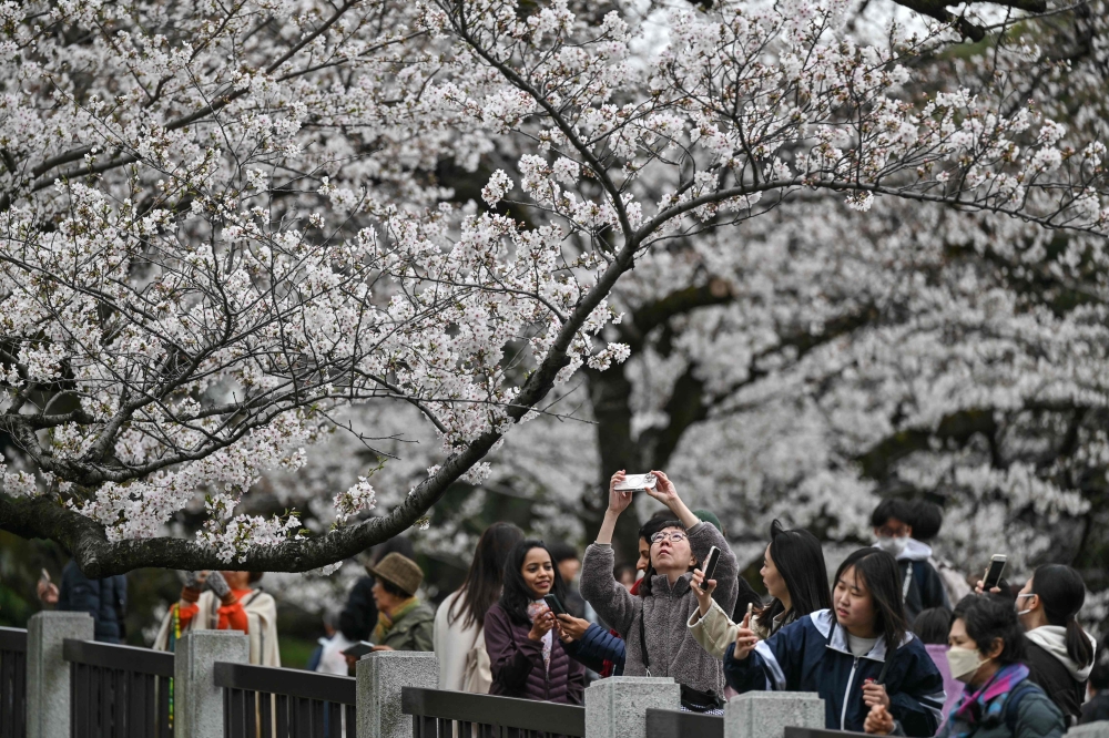 Tourists and Japanese locals marvelled at Tokyo’s cherry trees on Monday at the peak of the annual blossom season that traditionally represents fresh starts but also life’s fleeting impermanence. — AFP pic