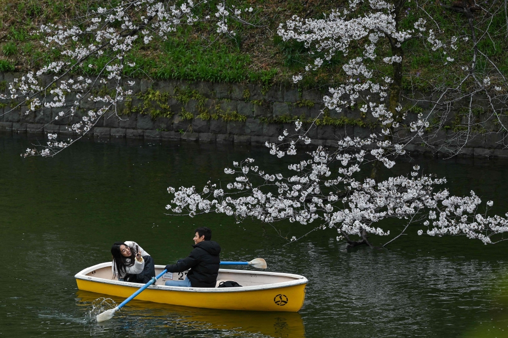 Chidorigafuchi is one of the most famous and picturesque spots in Tokyo for viewing cherry blossoms. — AFP pic