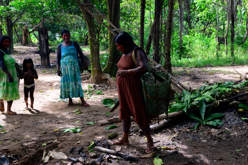 Indigenous women walk to an orchard to harvest cassava near their homes in the village of Metuktire, in the Amazon rainforest of Mato Grosso state, Brazil, on March 22, 2025. — AFP pic