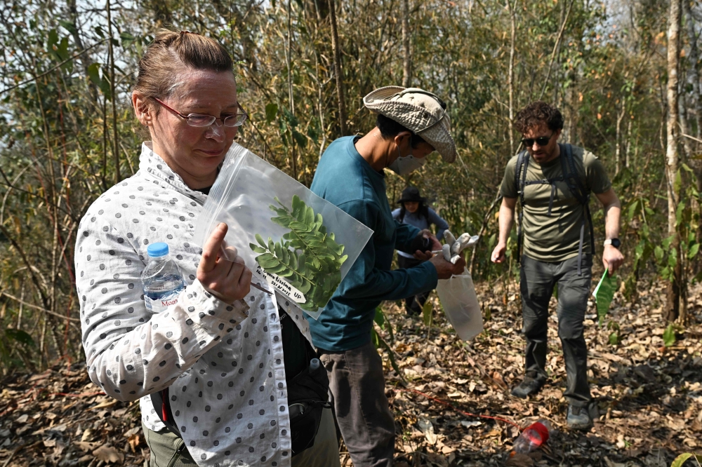Inna Birchenko, a plant geneticist at the Royal Botanic Gardens, Kew, collects Albizia odoratissima leaves in Umphang Wildlife Sanctuary in the northern Thai province of Tak March 22, 2025. — AFP pic