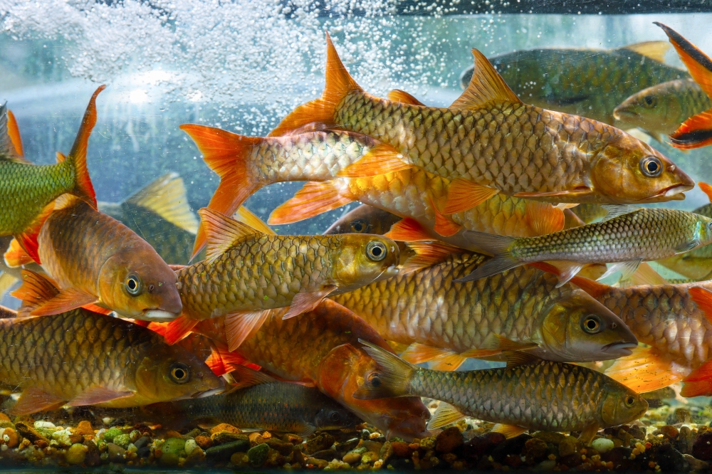 'Kelah dompok’, a spotted Malayan mahseer variety, is in high demand among customers. — Bernama pic