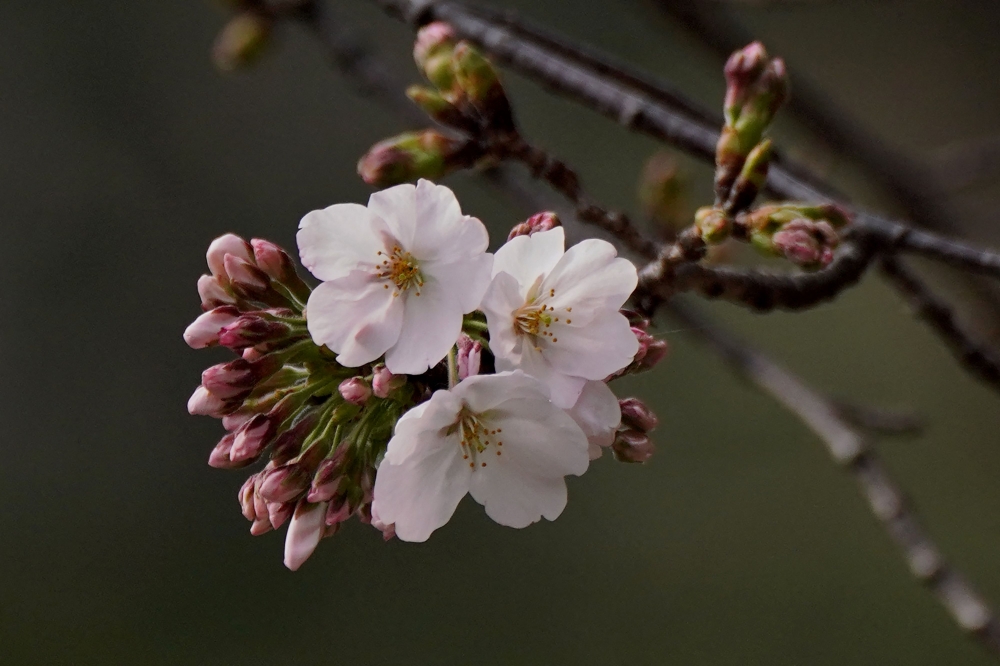 This file photo taken on March 24, 2025 shows flowering cherry blossoms and buds from a sample cherry tree, Somei Yoshino species, used for observation is pictured at Yasukuni Shrine in Tokyo. — AFP pic