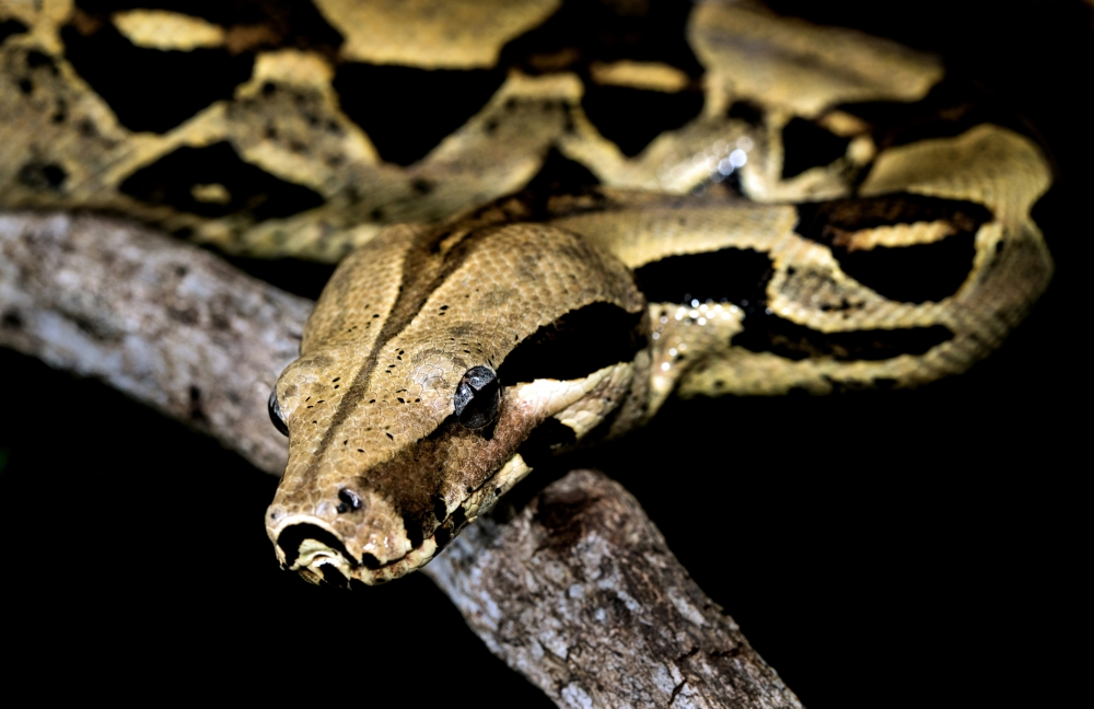 Boa constrictors have an average length of around three metres and are named for the way in which they squeeze the life out of their prey. — Unsplash pic