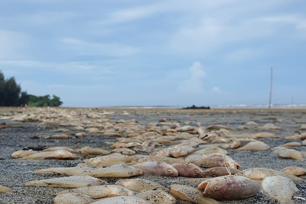Dead fish seen on Kampung Kuala Nyalau beach. — Picture via Facebook/Haris Andthen