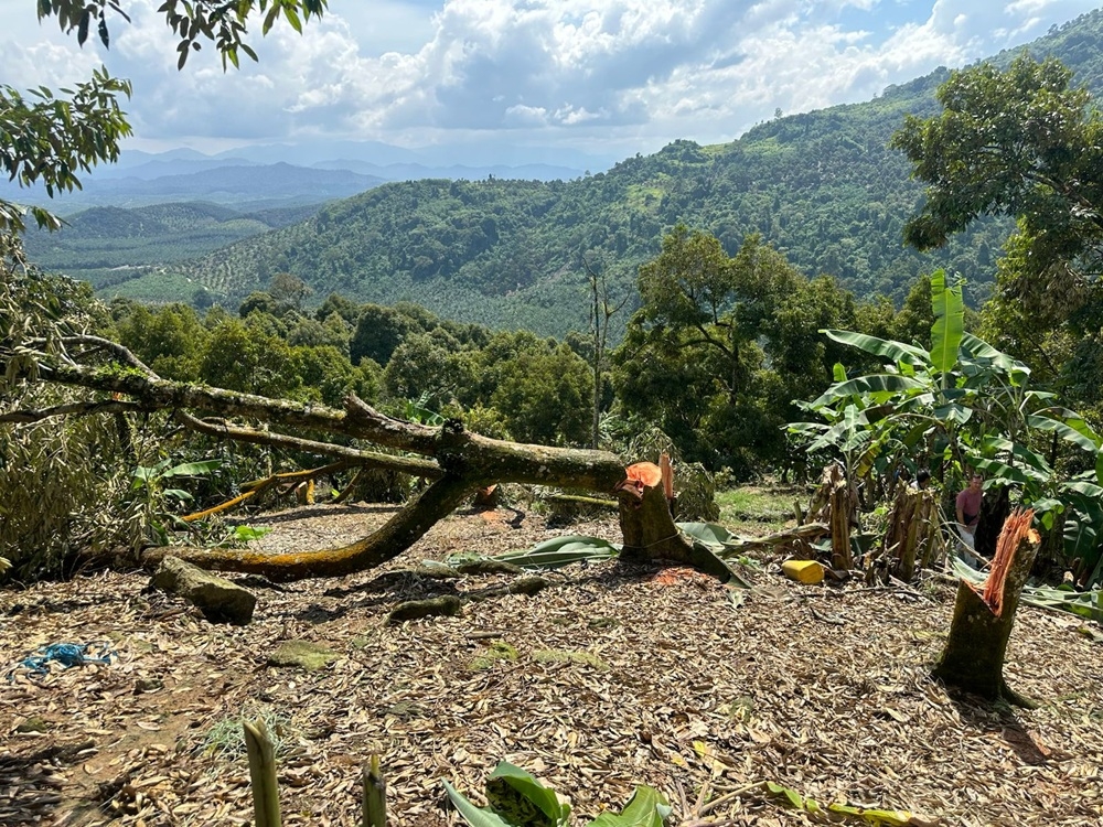 Police will summon five individuals, including Raub Member of Parliament Chow Yu Hui, to assist in investigations into the case of obstructing public servants from discharging their duties during a recent enforcement operation at a durian farm in Raub. — Picture via X/Bernama 