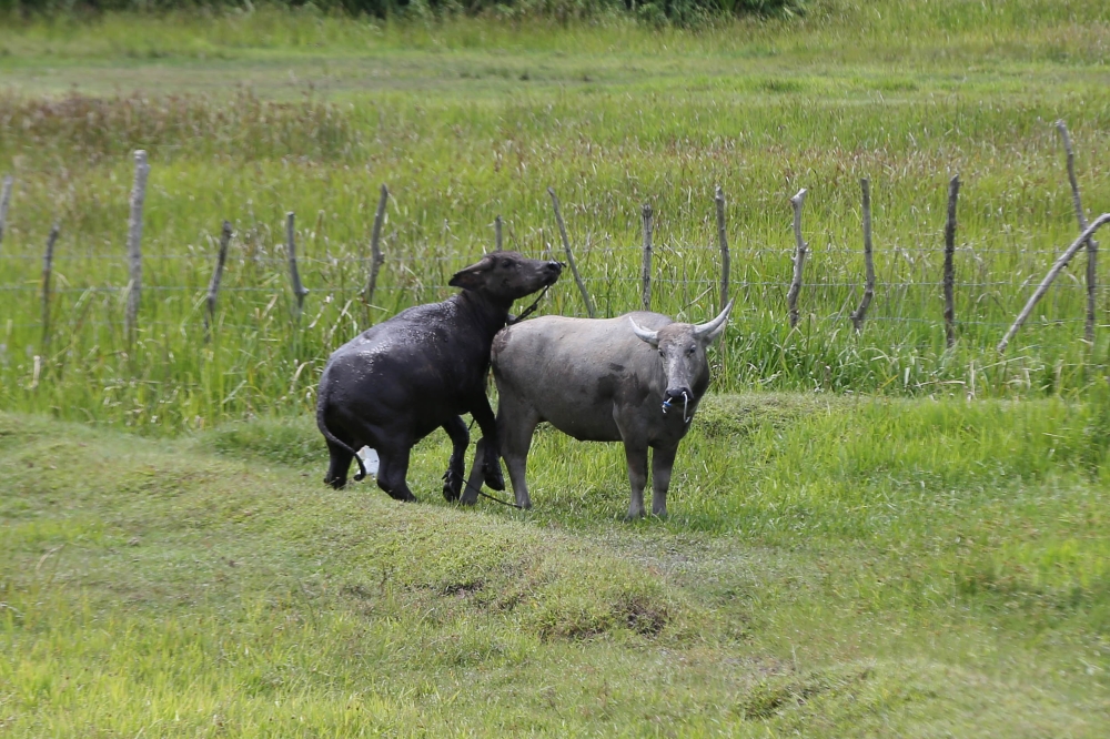 File picture of buffaloes in Langkawi, April 16, 2018. A man was found dead after he was gored by a buffalo in Kampung Tebak, Chukai, in a suspected accident while attempting to restrain the animal. — Picture by Azinuddin Ghazali