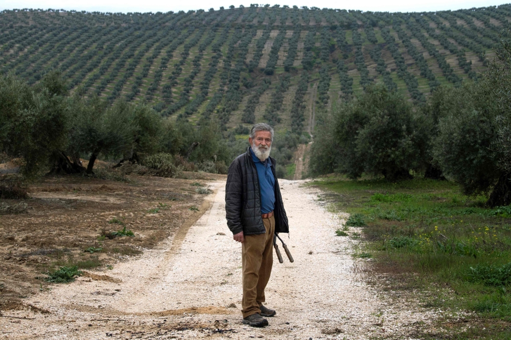 Francisco Ruiz Palomo, President of La Loperana olive oil producers cooperative poses in his olive grove ‘La solana de Vilches’. — AFP pic
