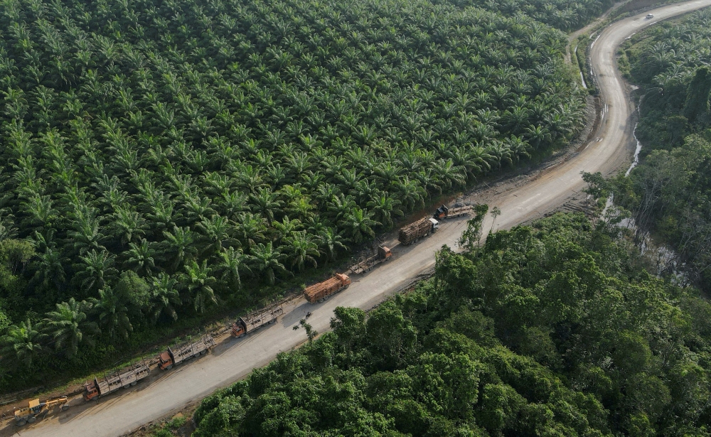 Trucks near a palm oil plantation in Sepaku, East Kalimantan — site of Indonesia’s new capital — are seen in this March 8, 2023 file photo. An employee of palm oil giant Wilmar Group has been arrested on graft charges tied to export permit corruption, a day after the company denied any staff were under investigation. — Reuters pic