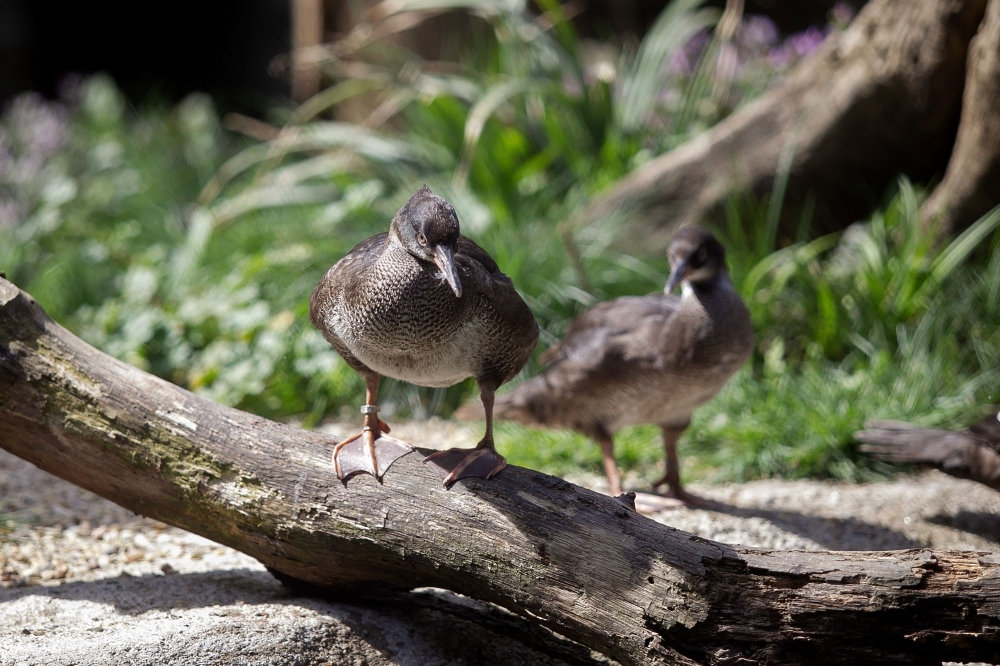 Brazilian merganser (Mergus octosetaceus) rest at a pond at the Prague Zoo April 16, 2025. — AFP pic
