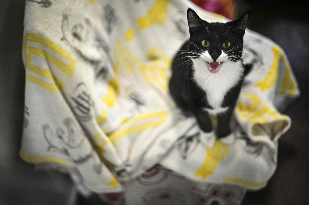 A cat called Mavis reacts in its enclosure at the Mayhew animal shelter in west London, on April 3, 2025. Britain is a nation of dog and cat lovers — half the adult population has a pet, according to the RSPCA, the world’s oldest animal welfare organisation. But it says pet abandonment in the UK is up due to sustained cost of living pressures and changing habits following the Covid pandemic. — AFP pic