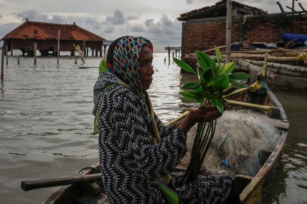 Pasijah holds mangrove seedlings as she sits in a boat in the submerged hamlet of Rejosari Senik, Demak regency, Central Java Province, Indonesia, February 19, 2025. — Reuters pic