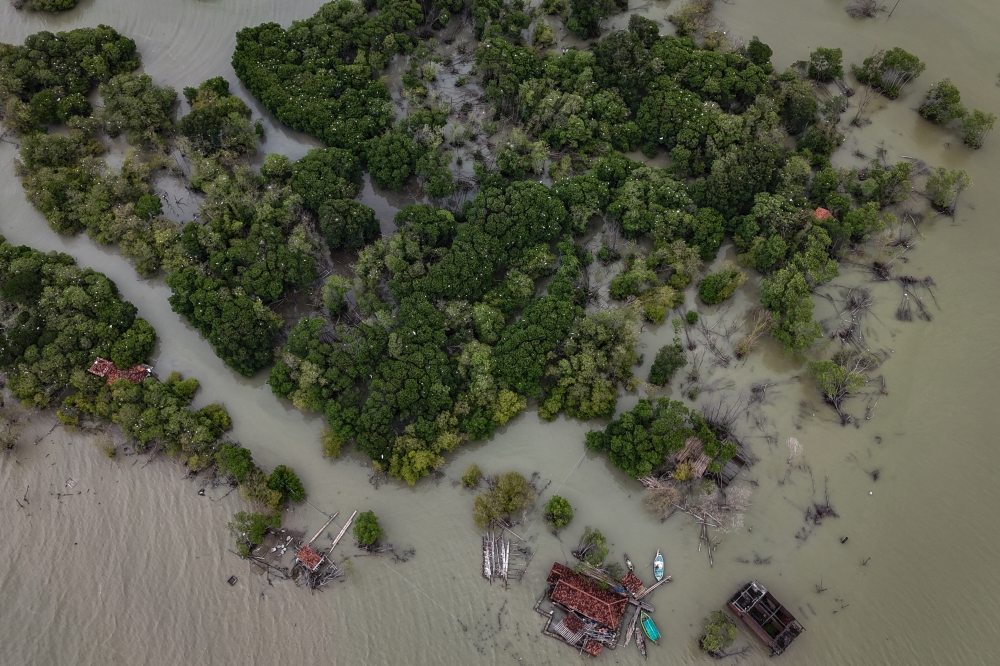 A drone view of the house belonging to Pasijah and other buildings, surrounded by mangrove planted by her, in the submerged hamlet of Rejosari Senik in Demak regency, Central Java Province, Indonesia, February 19, 2025. — Reuters pic