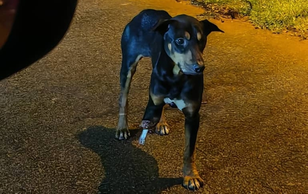 A stray dog missing a foreleg is seen in Bukit Beruntung. — Picture by Kenneth Yeoh