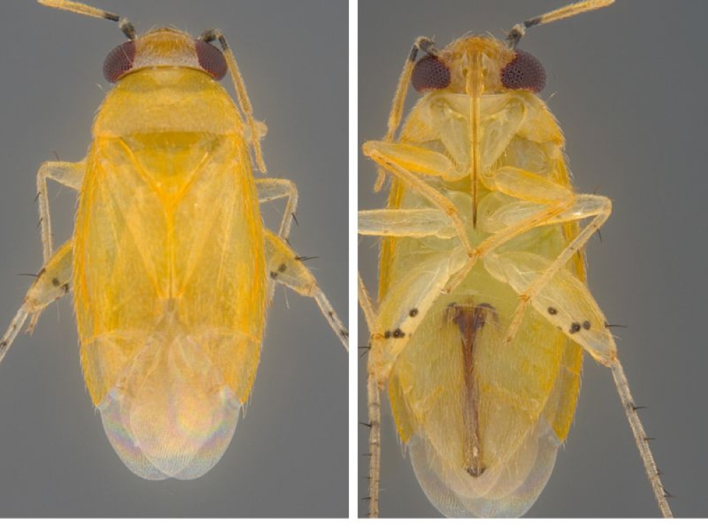 The ‘Campylomma singapura’ is a 2mm plant bug that was discovered by the roadside sea hibiscus tree on Kent Ridge Drive during a plant survey in August 2023 by National University of Singapore researchers. — Picture from Facebook/Lee Kong Chian Natural History Museum