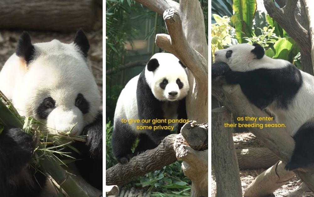 The Mandai Wildlife Reserve will close the Pavilion Capital Giant Panda Forest at River Wonders from April 21 to 22 to allow giant pandas Kai Kai and Jia Jia privacy during their breeding season. — Picture via Instagram/mandaiwildlifereserve