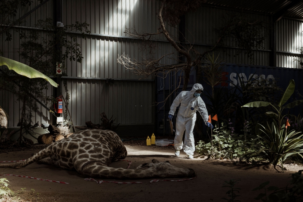 A student in hazmat suit moves around a taxidermied giraffe at the 