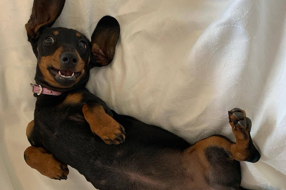 Miniature dachshund Valerie had eluded searchers on Kangaroo Island since November 2023. — Picture from Facebook/Kangala Wildlife Rescue