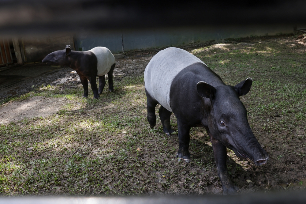 The loss of Malaysia’s last Sumatran rhinoceros should serve as a wake-up call to protect other endangered species, particularly the Malayan tapir, Natural Resources and Environmental Sustainability Minister Nik Nazmi Nik Ahmad said today. — Bernama pic