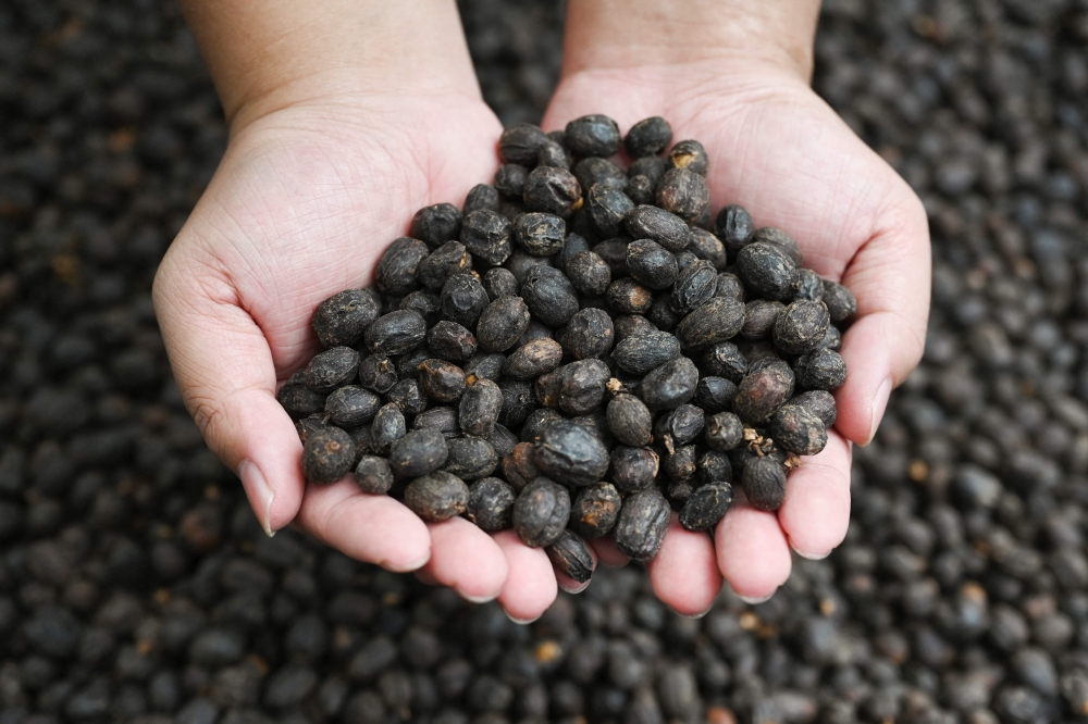 This photo taken on April 1, 2025 shows Liao Shihao holding drying coffee beans at the Xiaowazi, or Little Hollow, coffee plantation in Pu?r, in China? southwest Yunnan province. — AFP pic