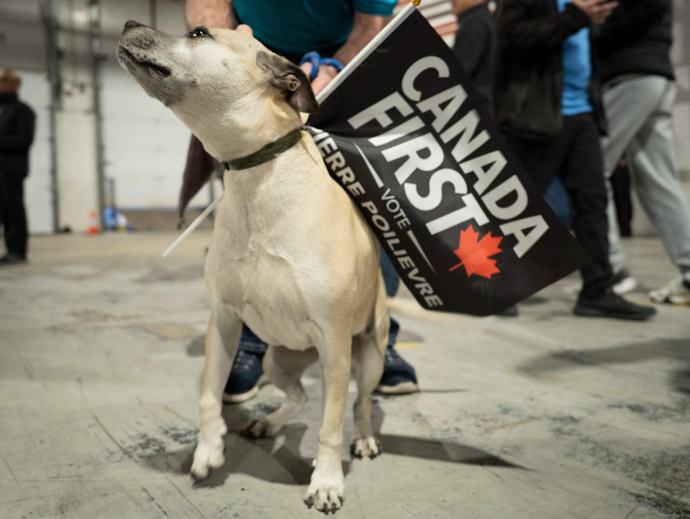 A 'Canada First' flag is affixed to a dog's collar during a campaign rally for Canadian Conservative Leader Pierre Poilievre in Oakville, Ontario, April 27, 2025. — AFP pic