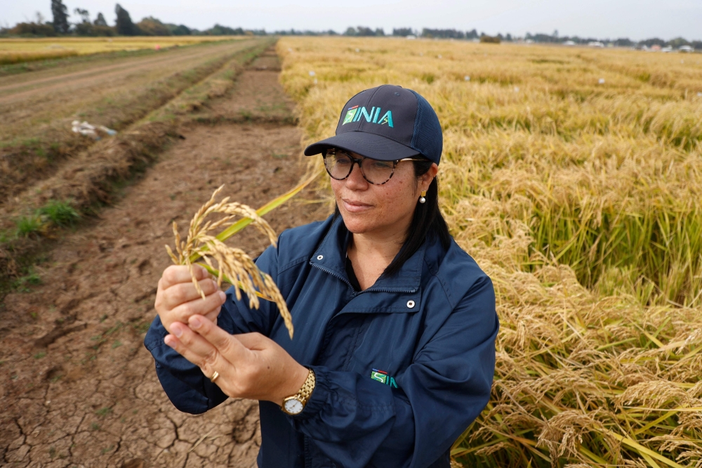 Karla Cordero, an agricultural engineer with a master's degree in genetic improvement sciences for the INIA (Agricultural Research Institute) rice program, visits the INIA experimental rice crops in San Carlos, Ñuble region, Chile, on April 9, 2025. — AFP pic