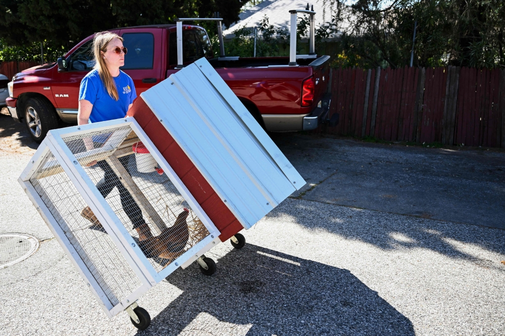 The ‘Rent The Chicken’ service comes with a portable chicken coop. — AFP pic