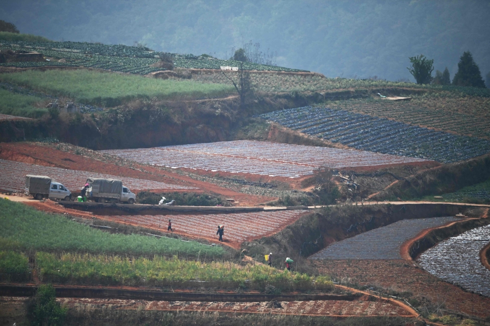 Farmers works in fields in a village where tobacco is commonly grown in Yuxi March 30, 2025. — AFP pic