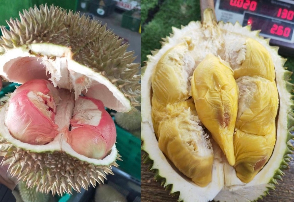 The new durian hybrids Cenderawasih (left) and Tupai King (right). — Pictures courtesy of Penang Agricultural Department and Eric Yeap 