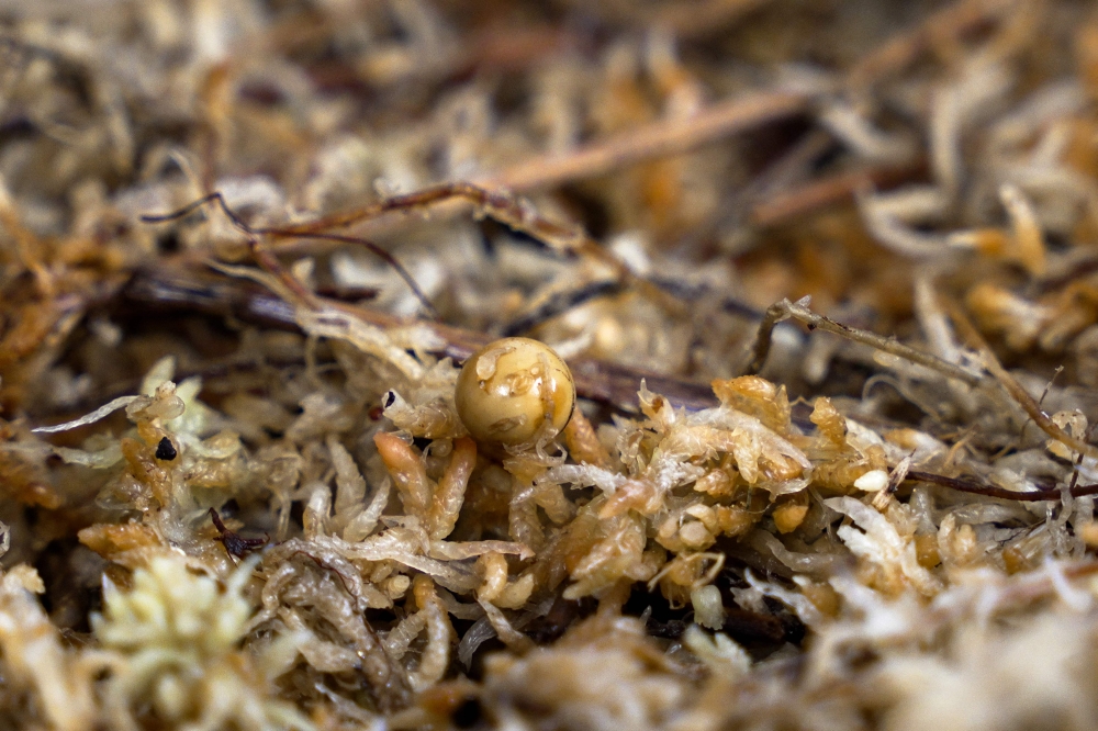 A handout picture shows an egg laid by a Mount Augustus snail through its neck in Hokitika, New Zealand.— AFP pic