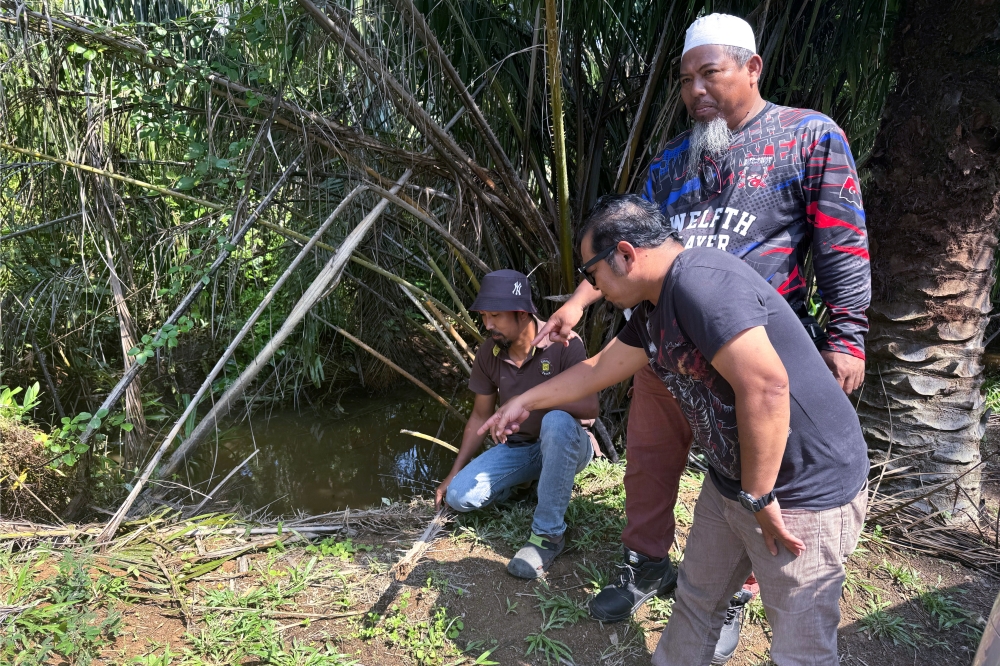 Goat breeder M. Nazri Sadikin (centre) and farmer Mohd Fitri Azizi Kasbola (left) point to the location where a crocodile was spotted in a swamp area near a palm oil plantation owned by residents of Kampung Parit Gantong on May 7, before it was handed over to the Department of Wildlife and National Parks (Perhilitan) for further action. — Bernama pic