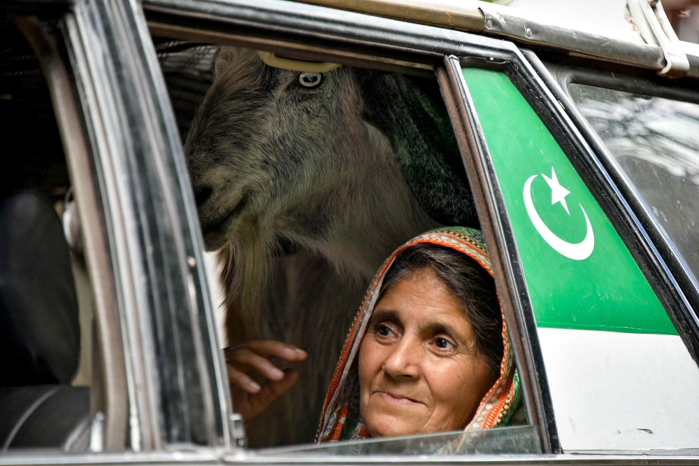 A resident rides a car with a goat as she returned to her hometown after Pakistan-India ceasefire at the frontier village of Chakothi. — AFP pic
