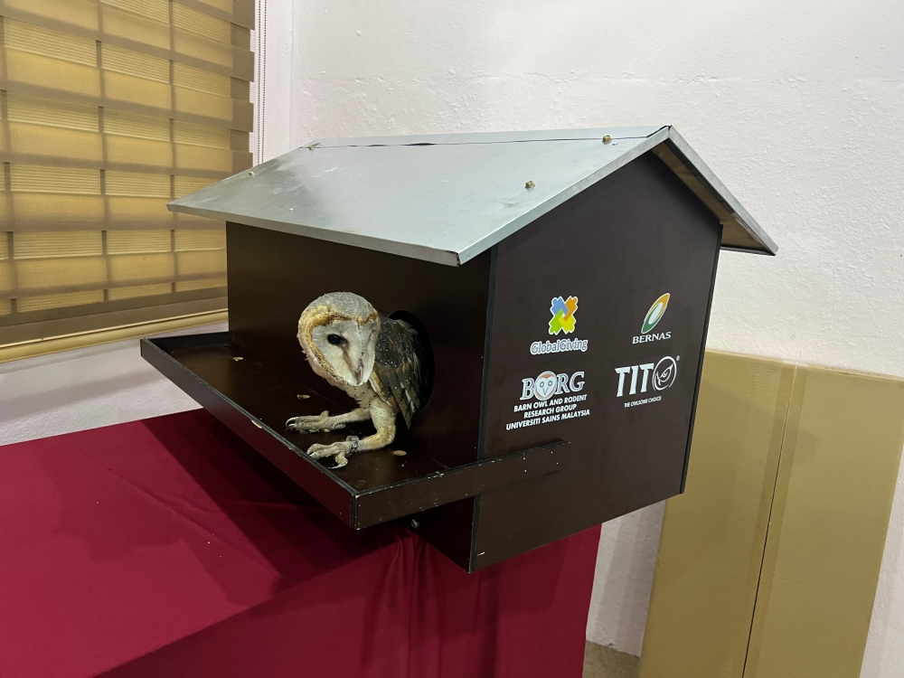 A young barn owl in one of the nest boxes that will be installed in the paddy fields to attract barn owls. — Picture by Opalyn Mok